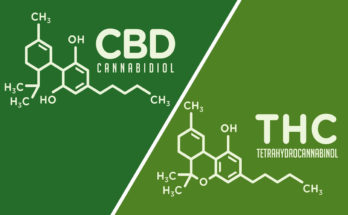 CBD and THC Differences
