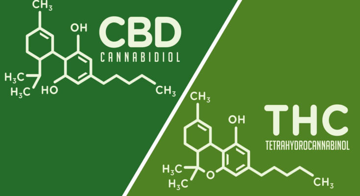 CBD and THC Differences