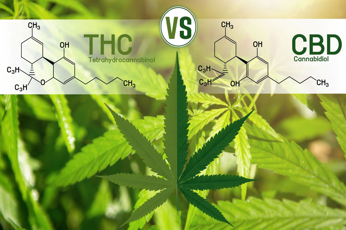 THC vs CBD