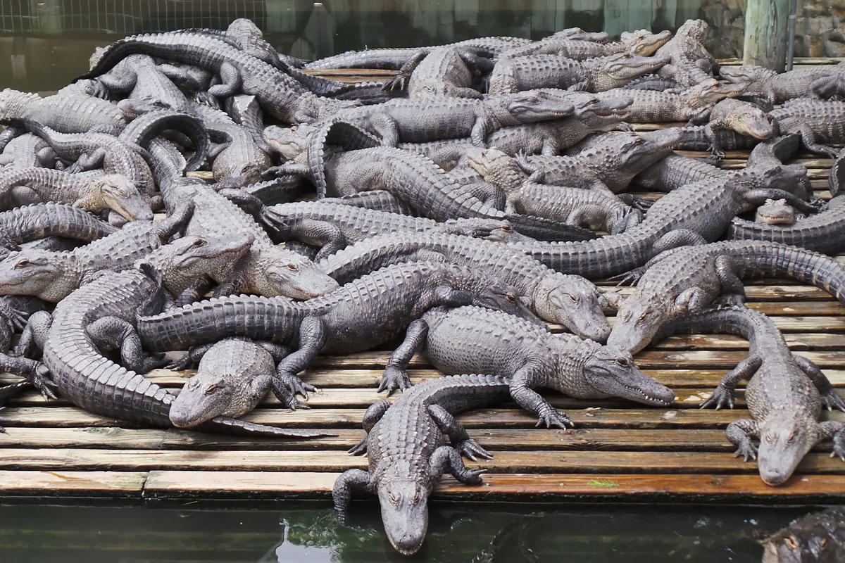 Gatorland Orlando